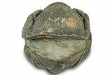 Wide Enrolled Morocops Trilobite - Morocco #323216-2